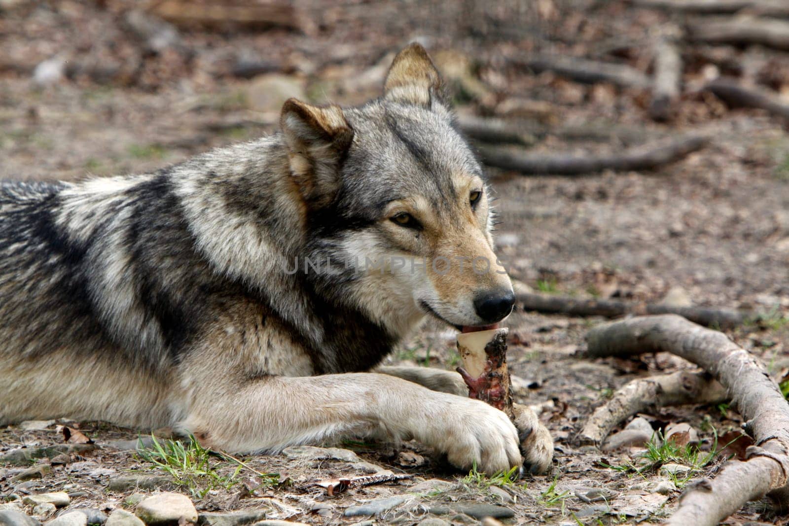 Timberwolf