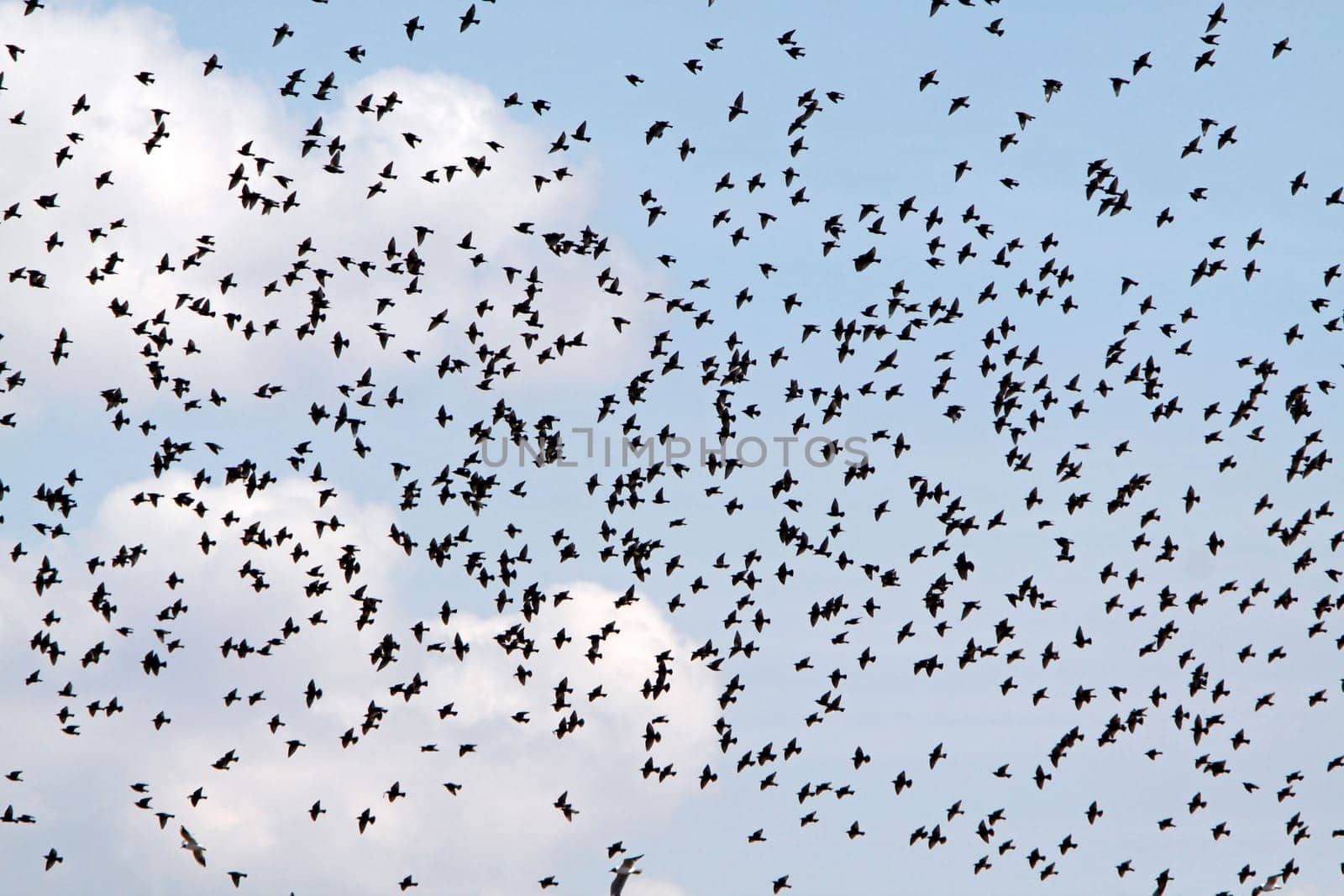Flock of Birds (Starlings)