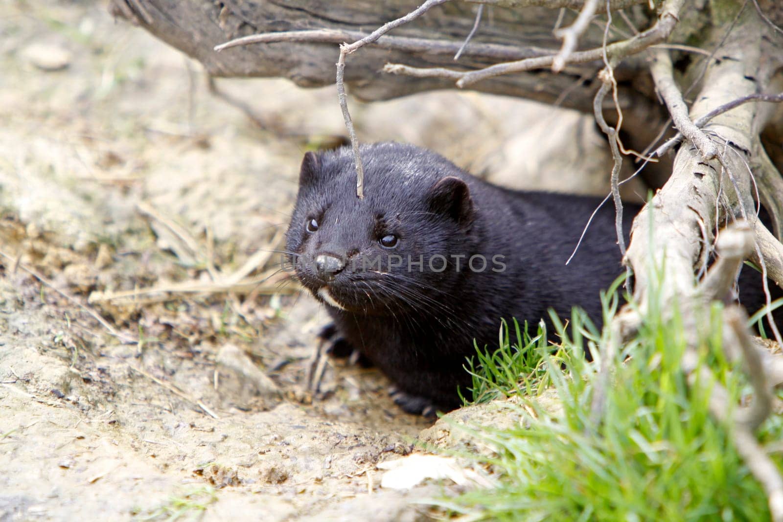American mink