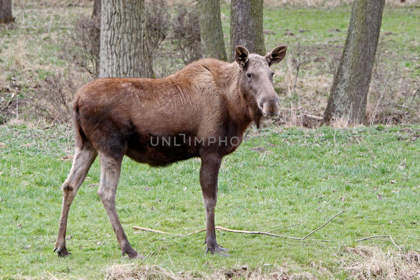 Elk