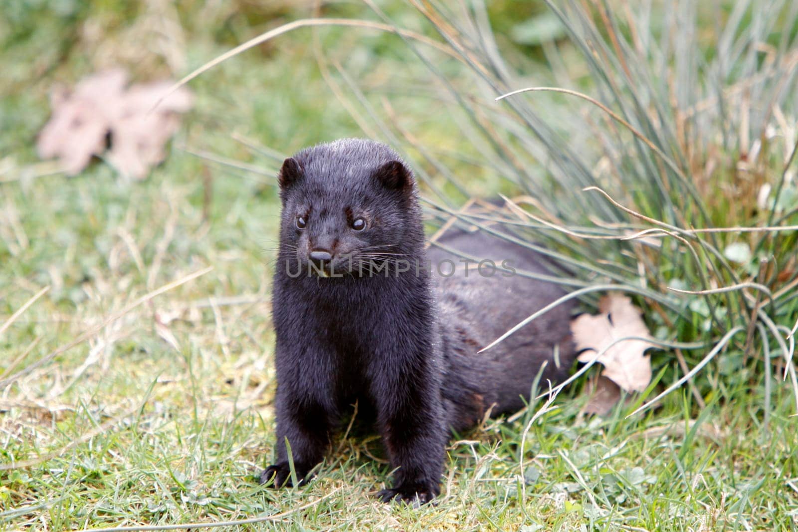 American mink