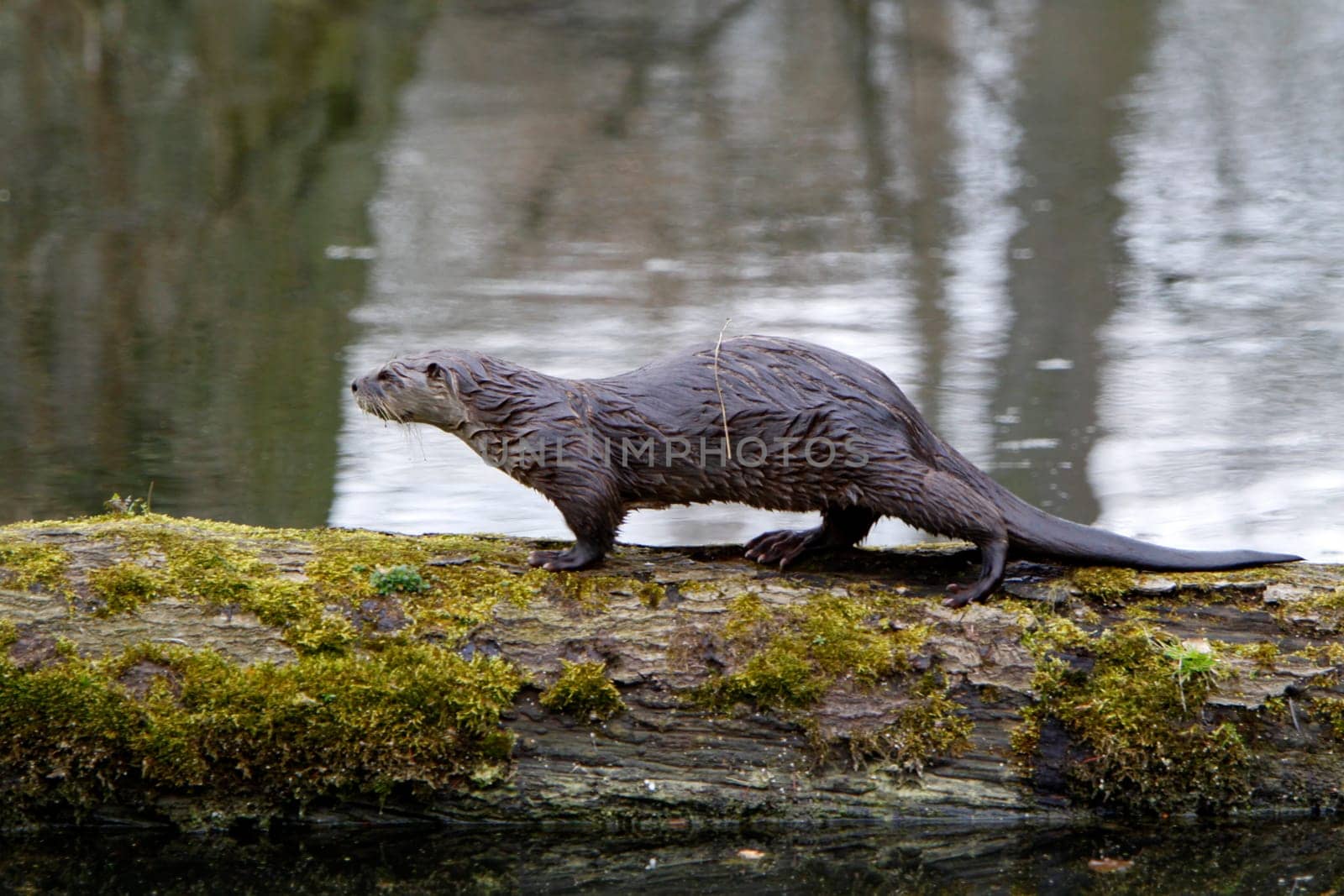 Eurasian river otter