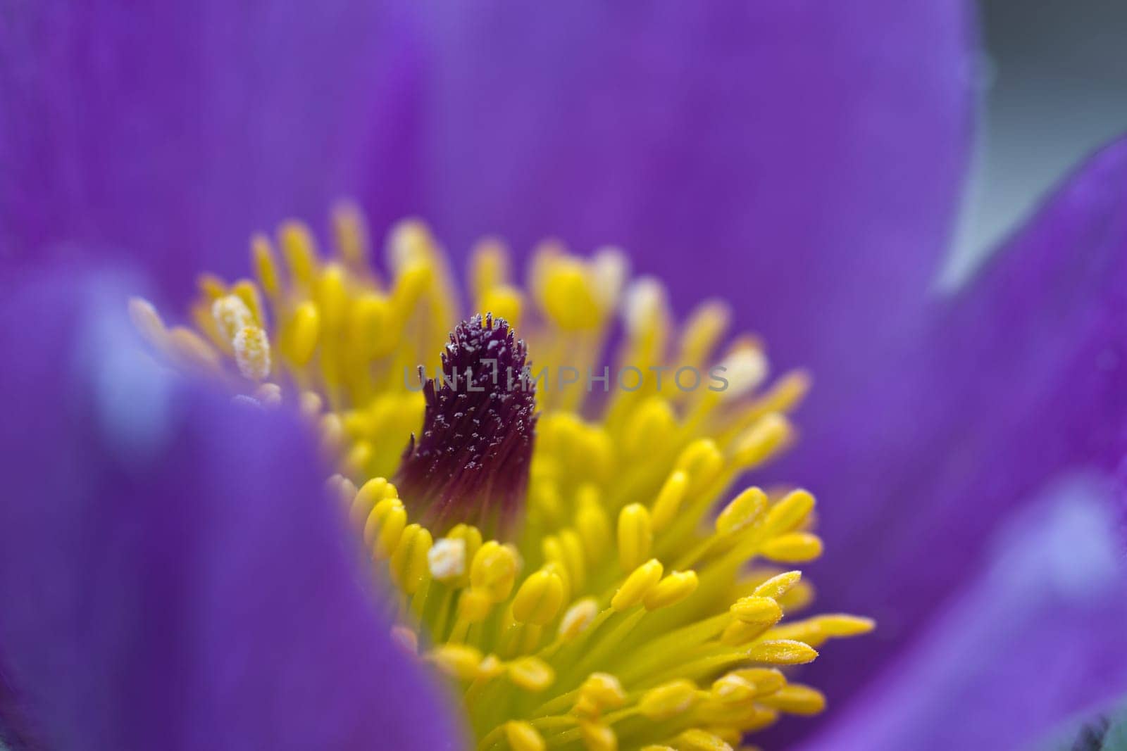 Pasque flower