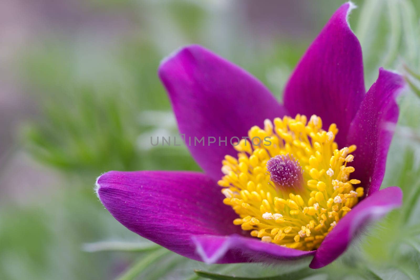 Pasque flower