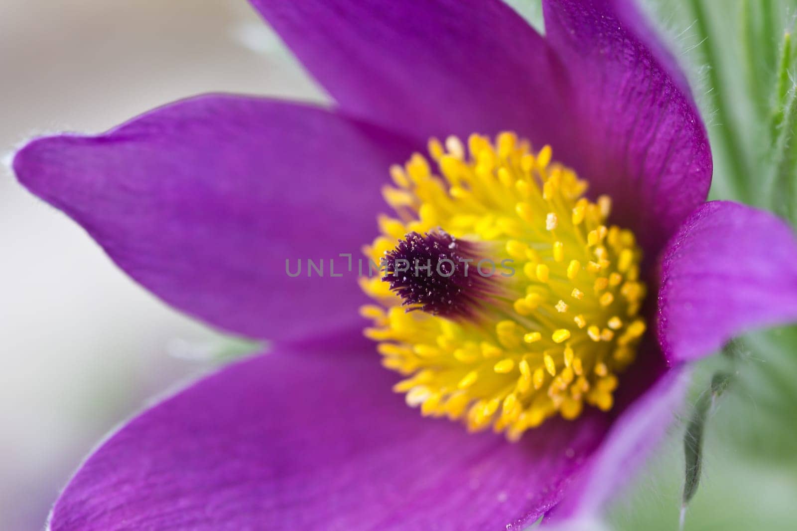 Pasque flower