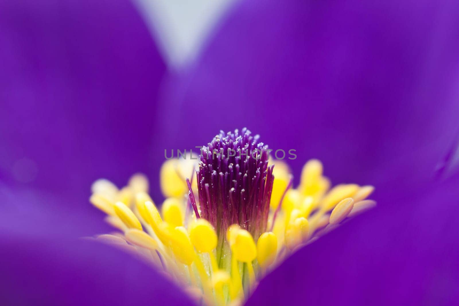 Pasque flower