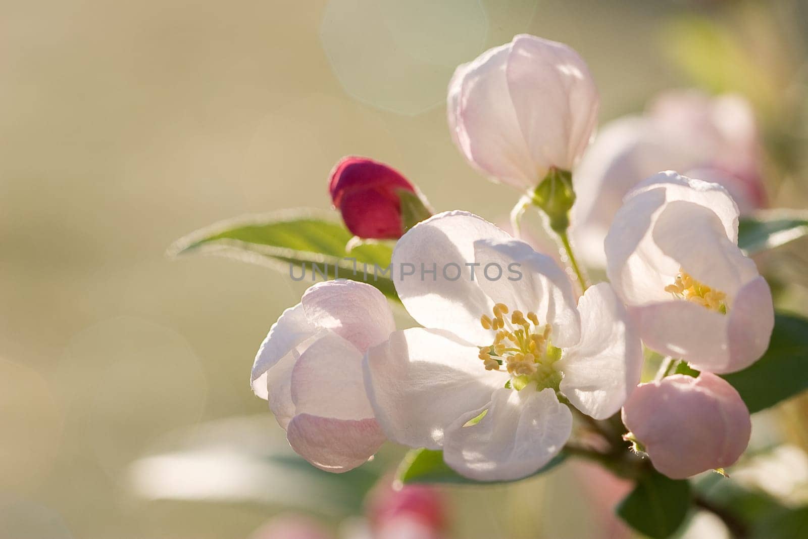 Apple blossom