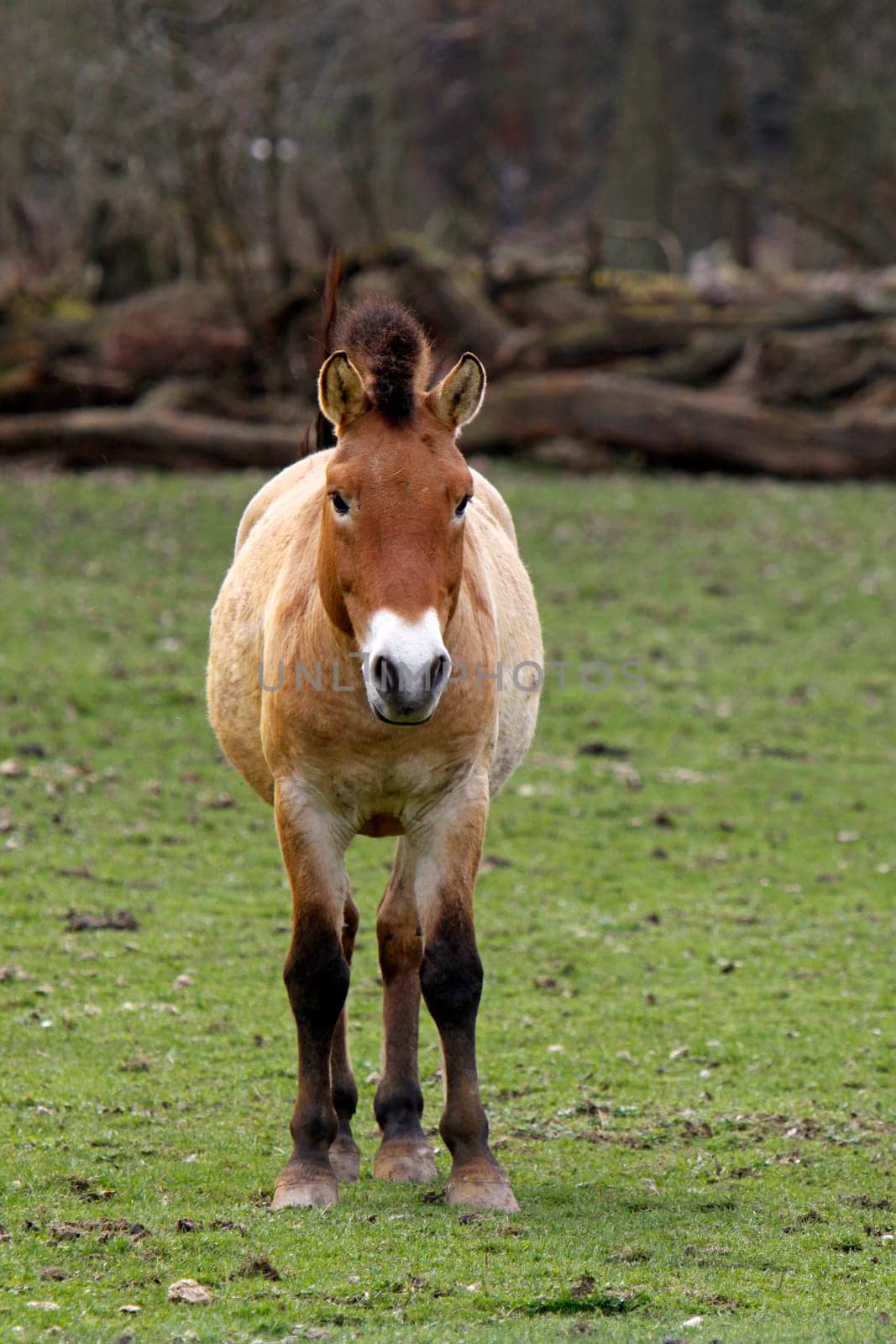 Asian wild horse