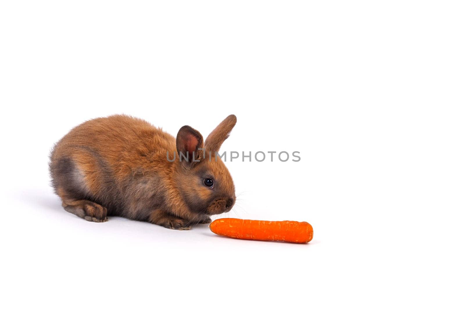Rabbit