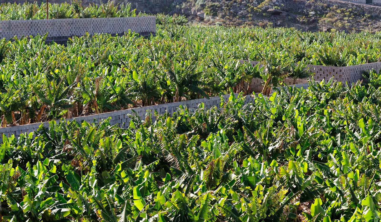 Banana cultivation
