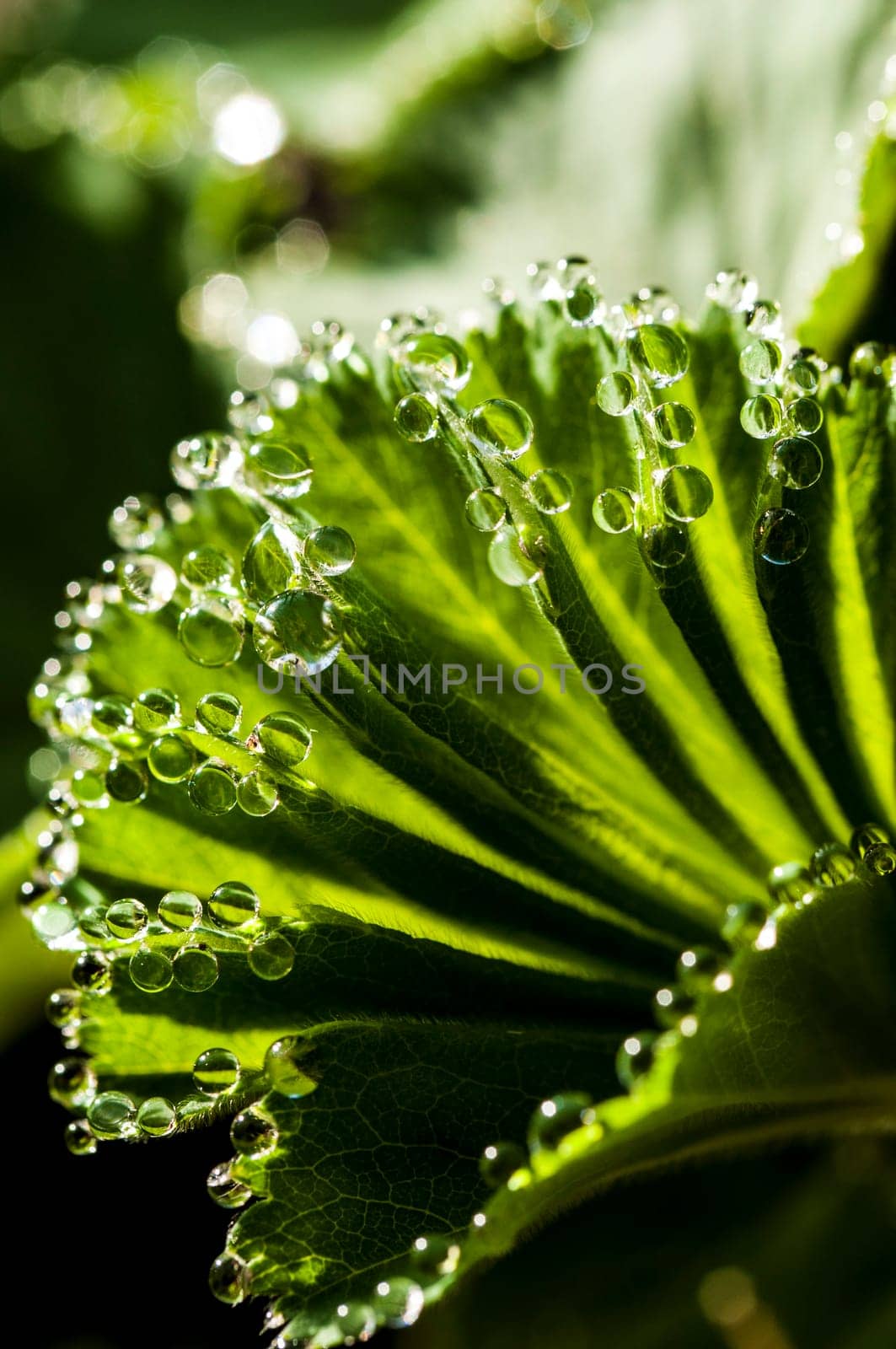 Dewdrop
