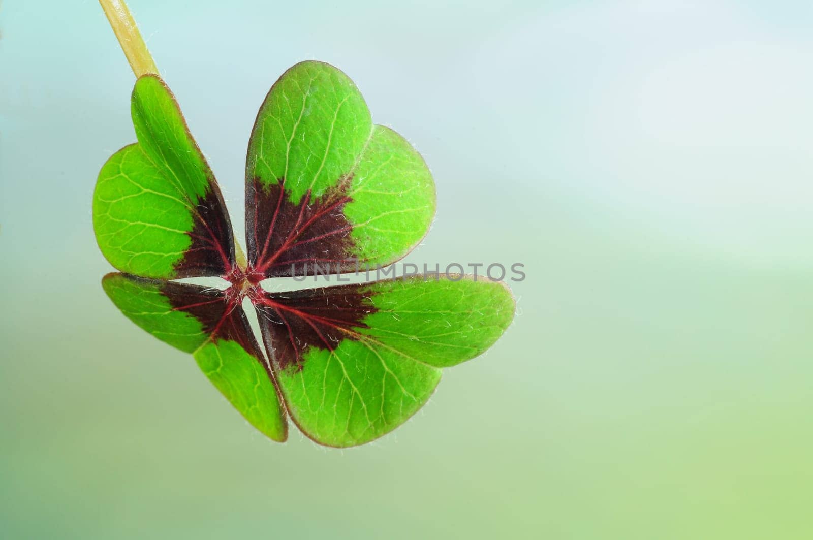 Cloverleaf