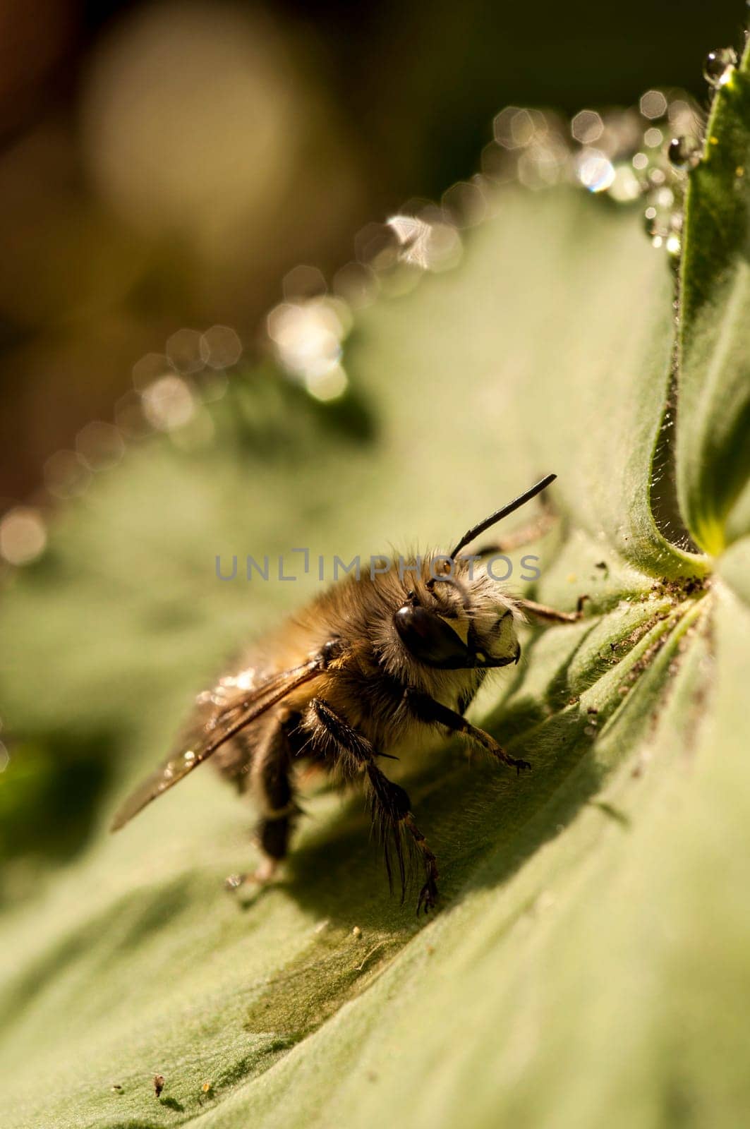 Bumblebee