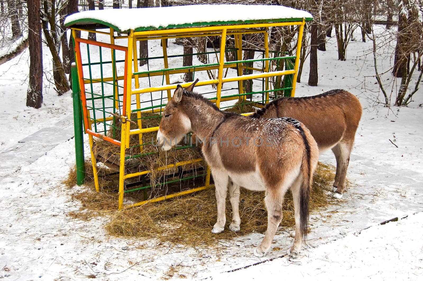 donkey in winter by eating hay