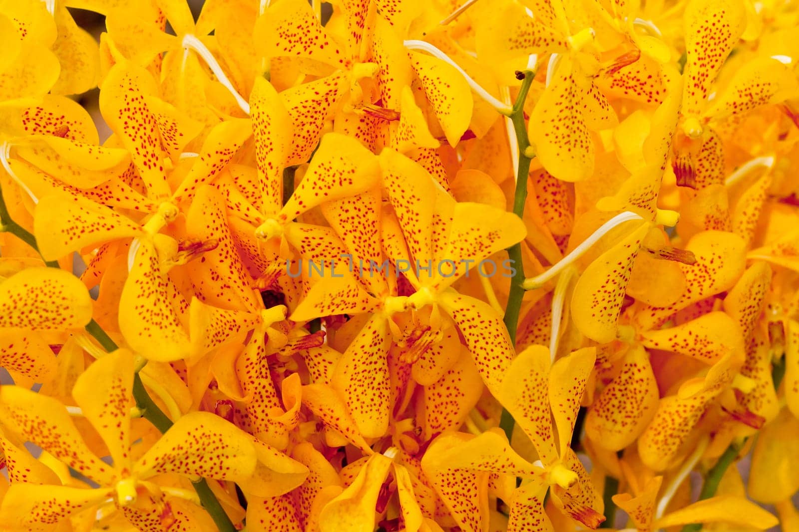 Beautiful orchid