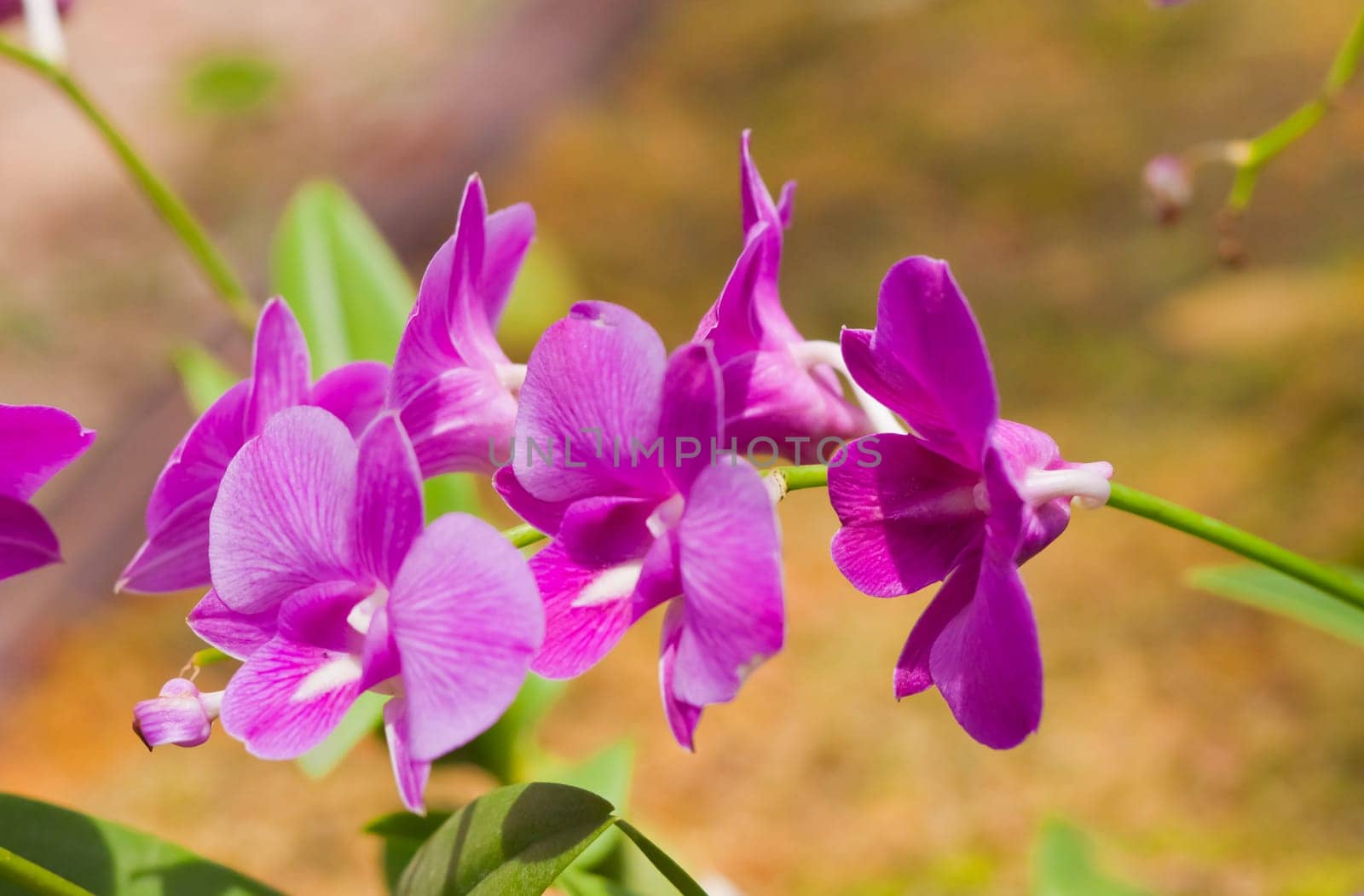 Beautiful orchid