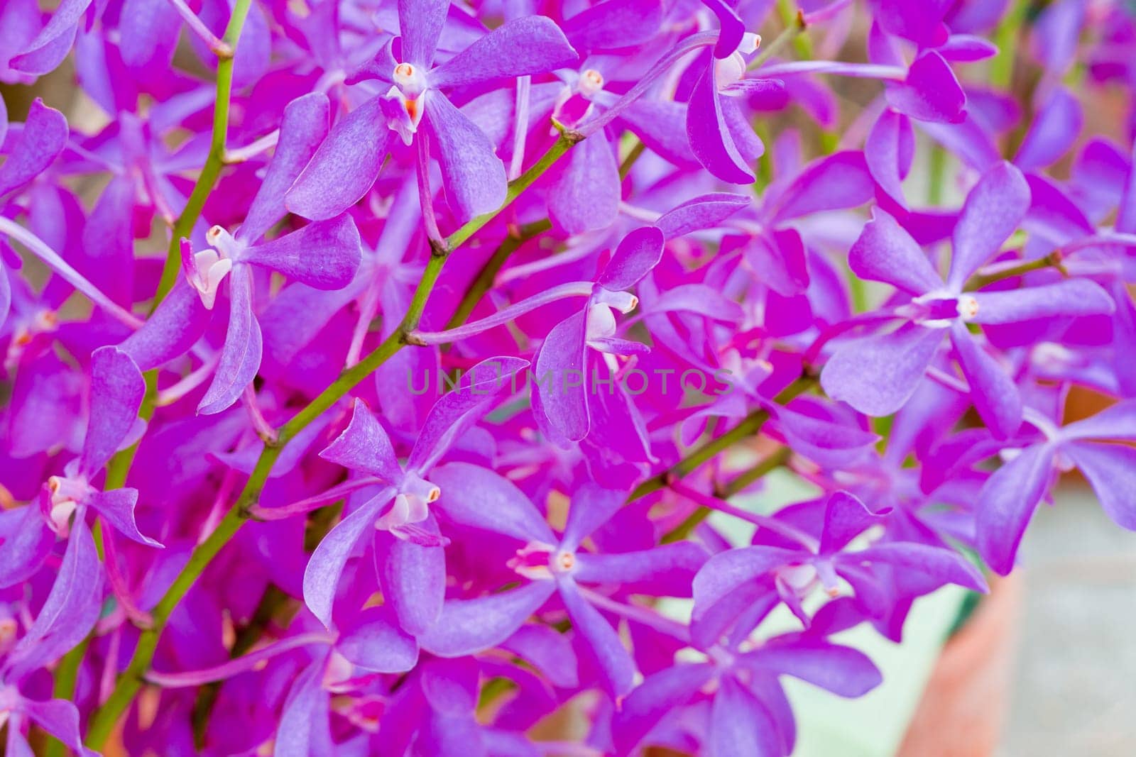 Beautiful orchid