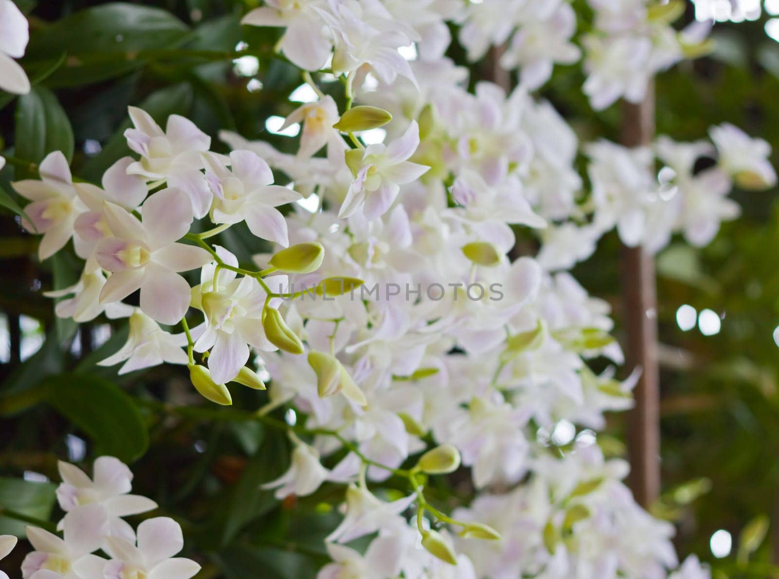 Beautiful orchid