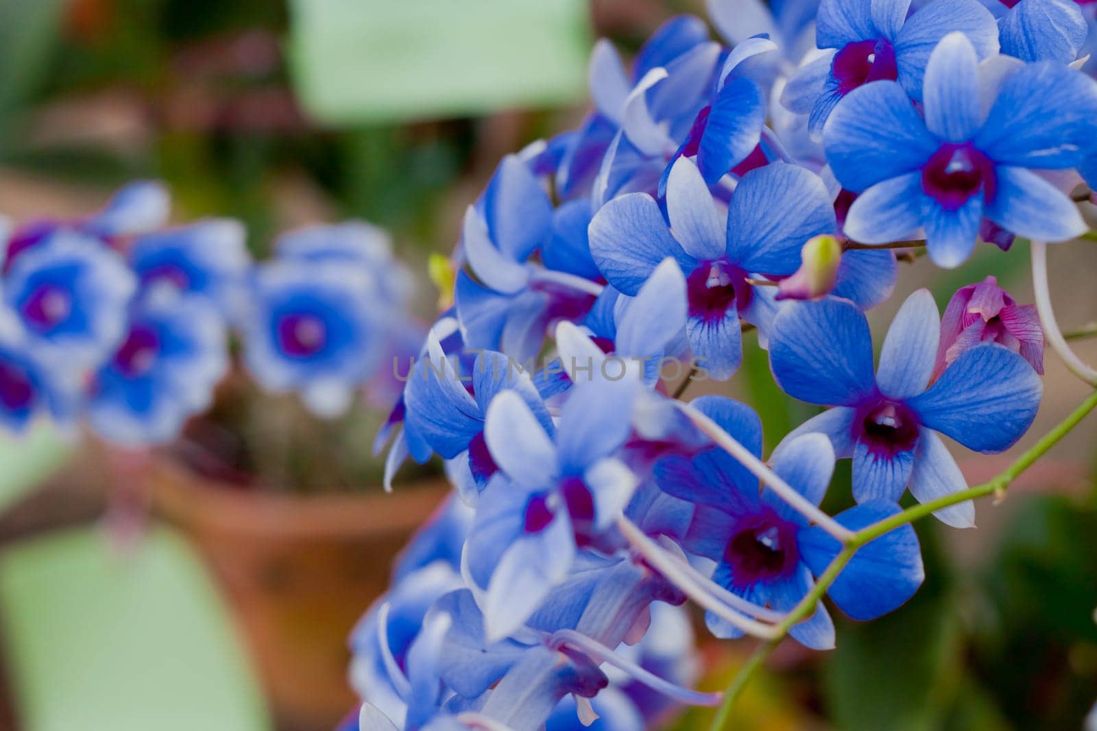 Beautiful orchid