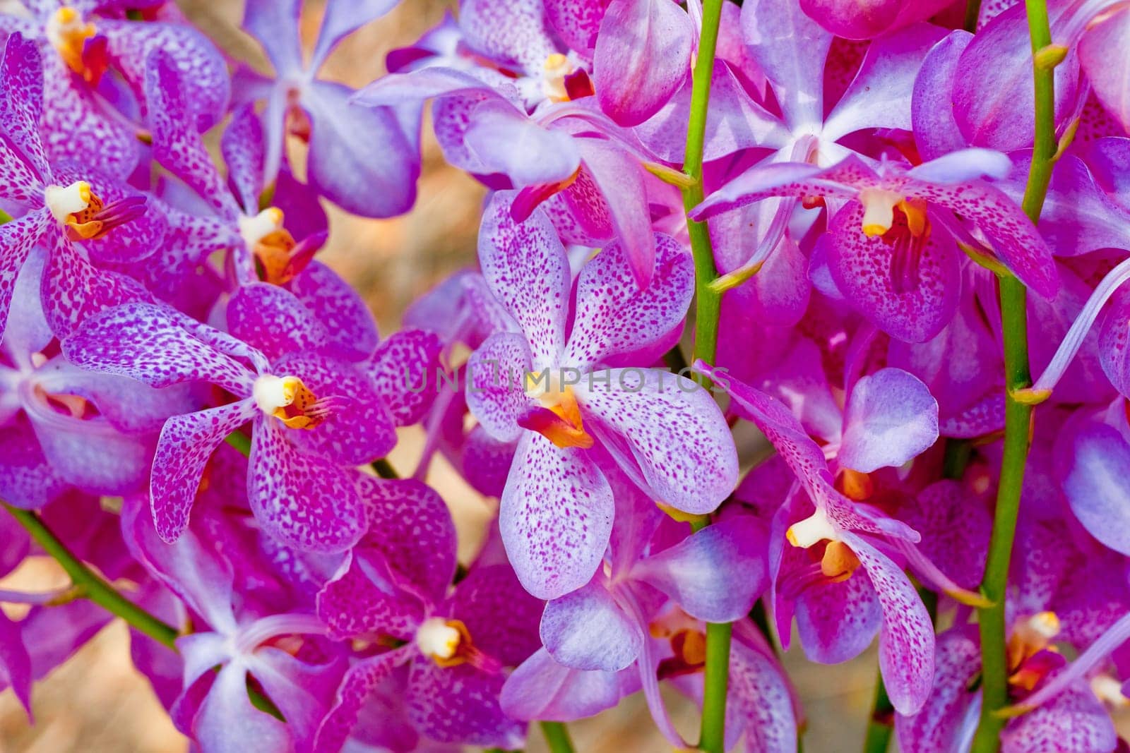 Beautiful orchid