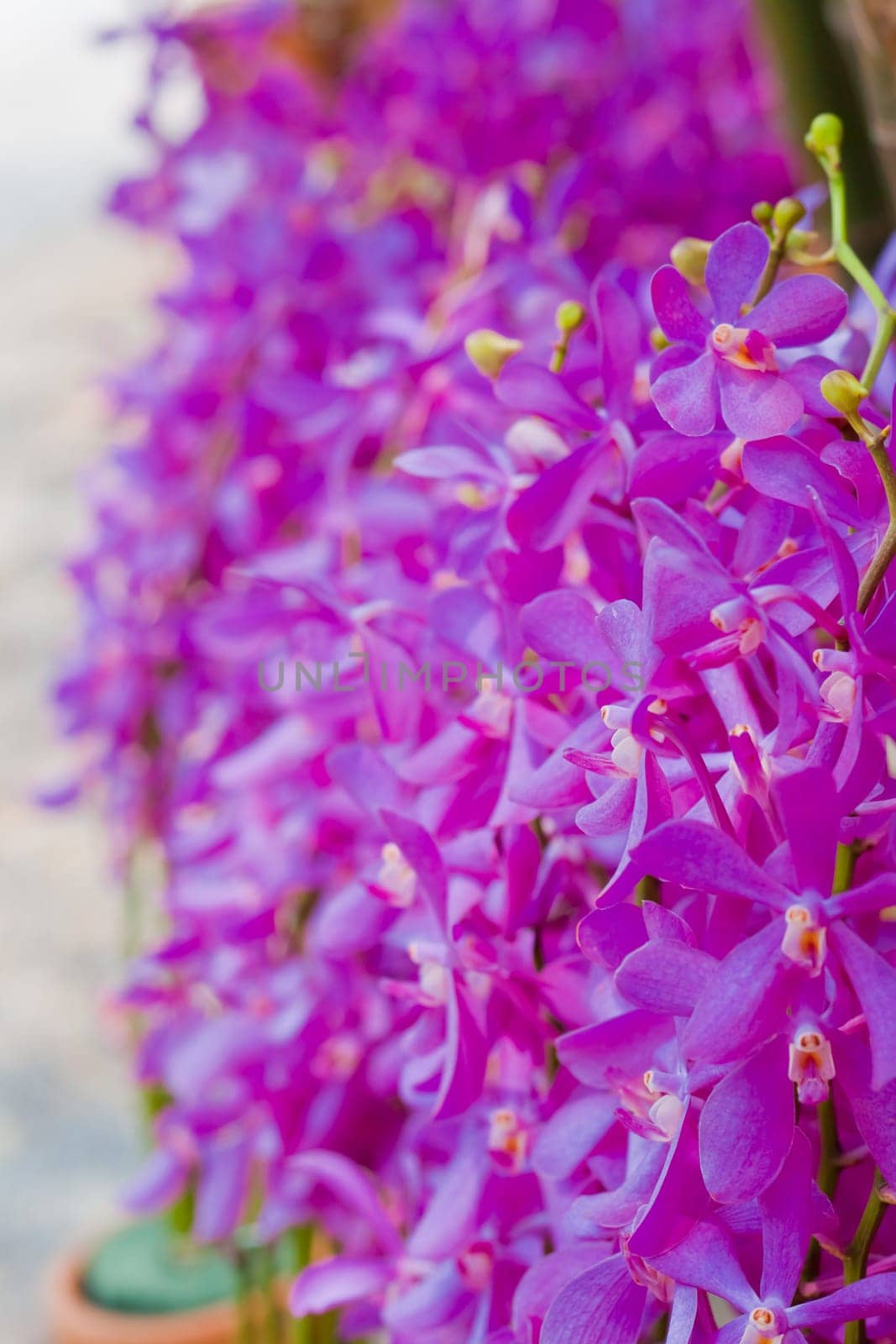 Beautiful orchid