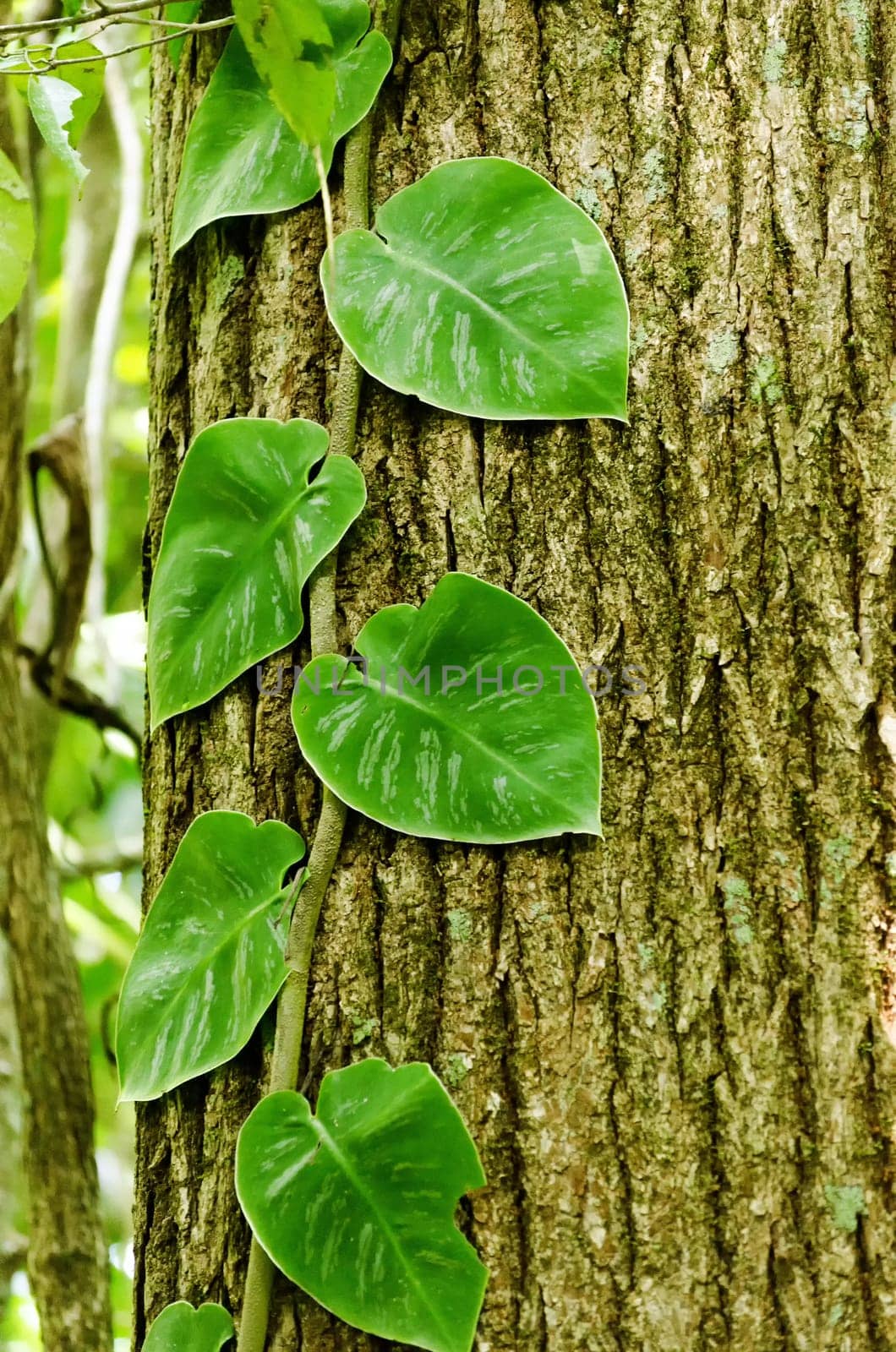 Green leaves growing over tree bark creating a pleasing texture
