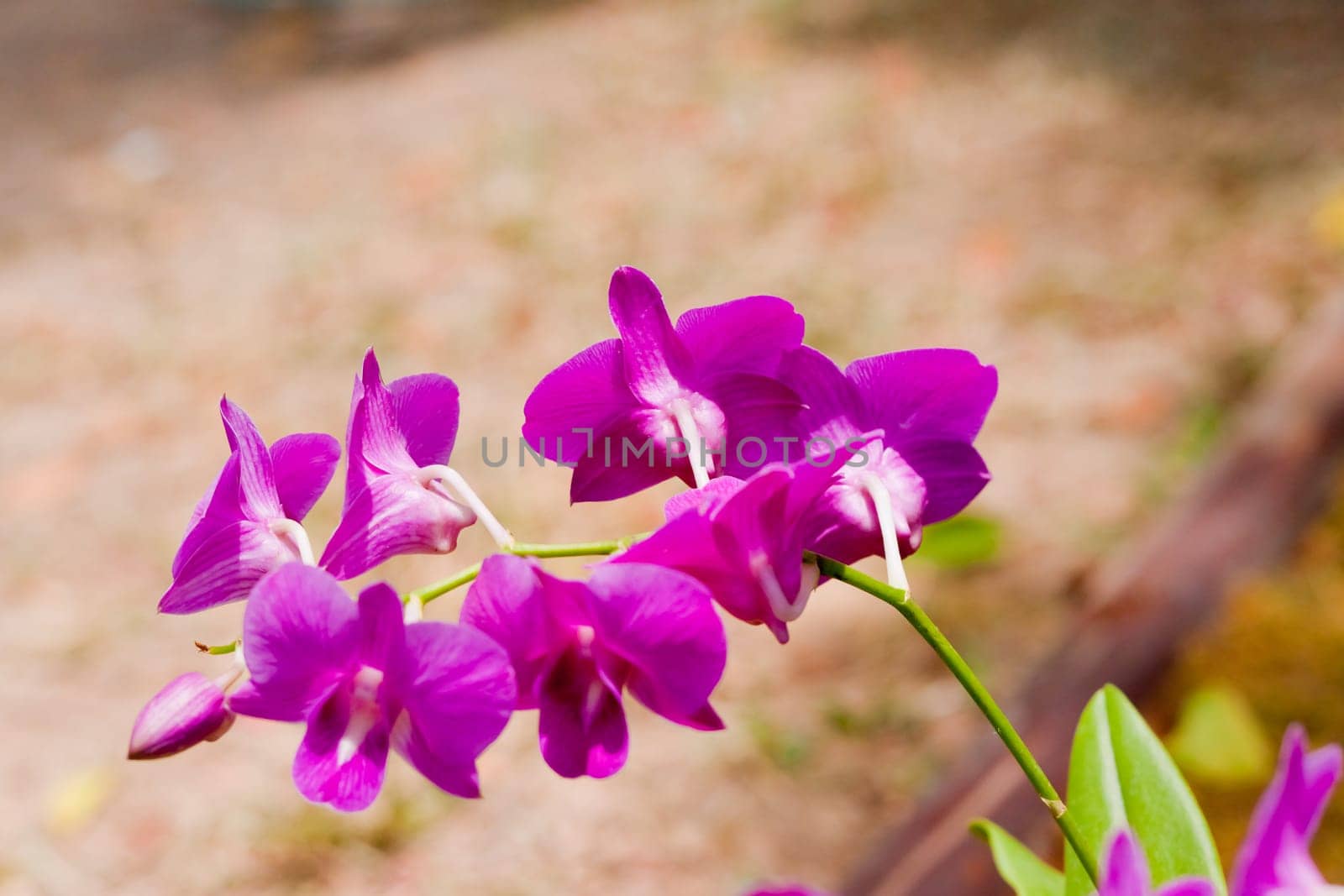 Beautiful orchid