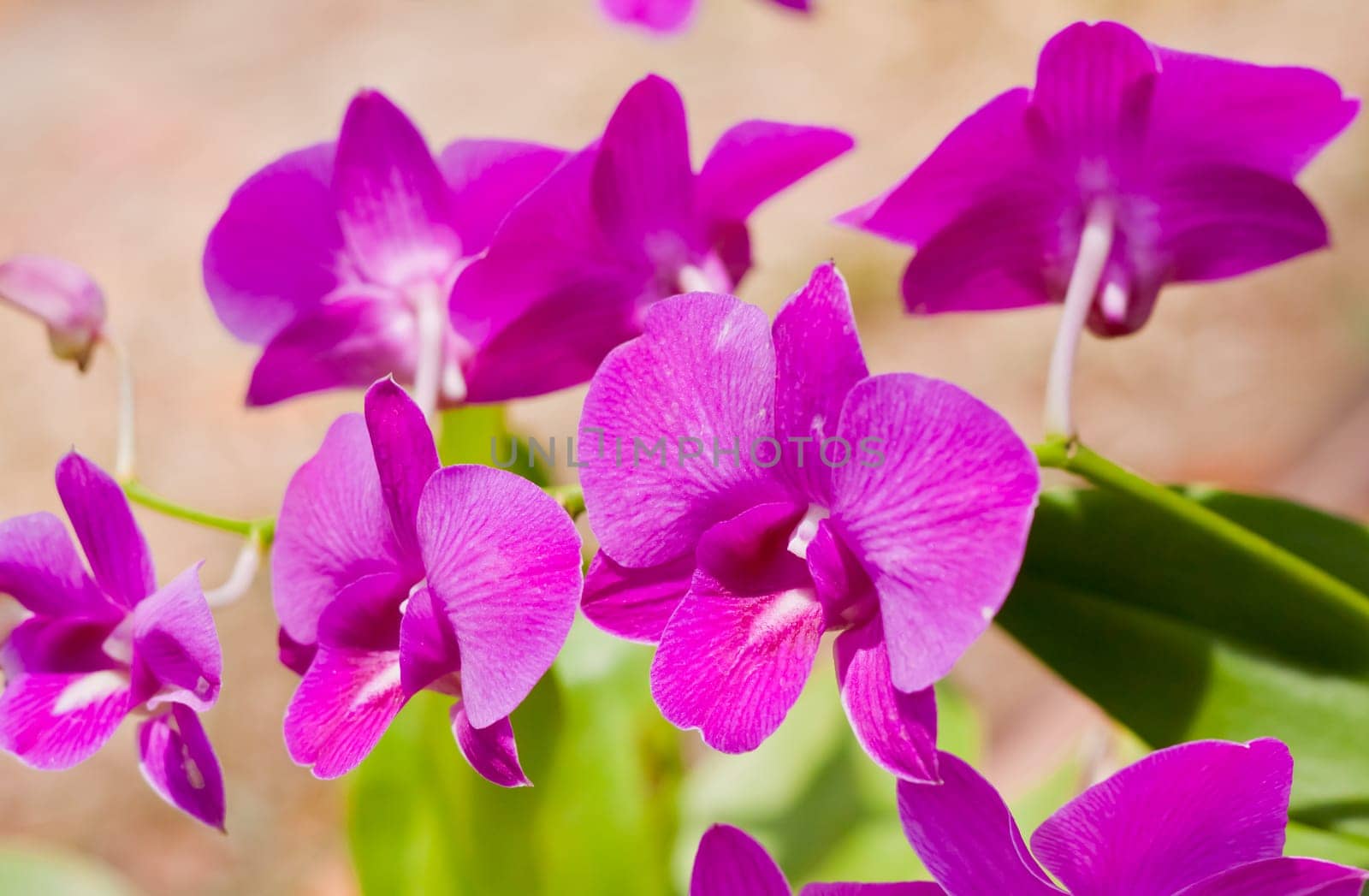 Beautiful orchid