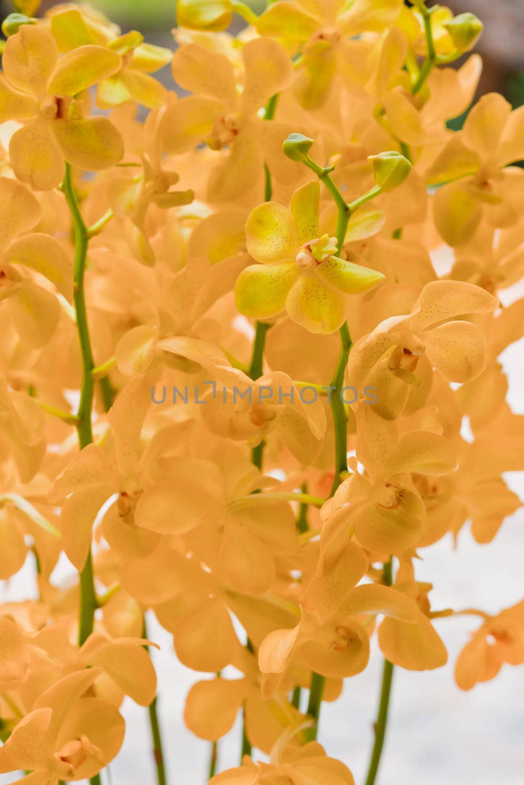 Beautiful orchid