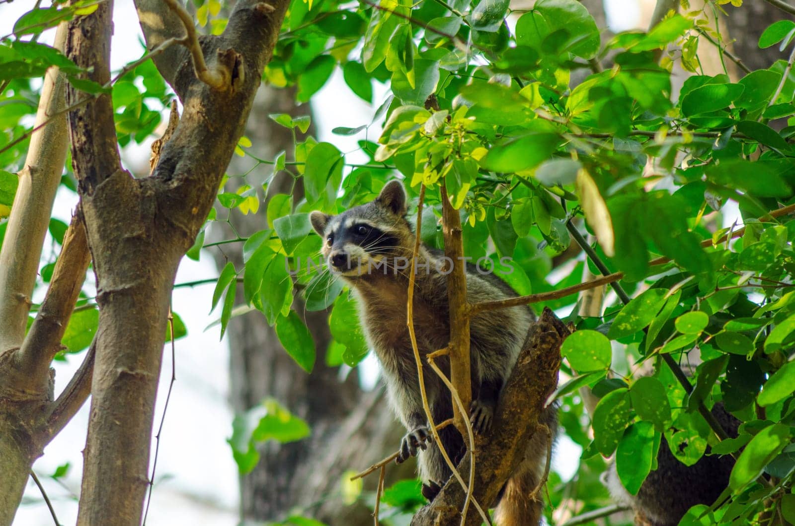 A raccoon climbing high up in a tree