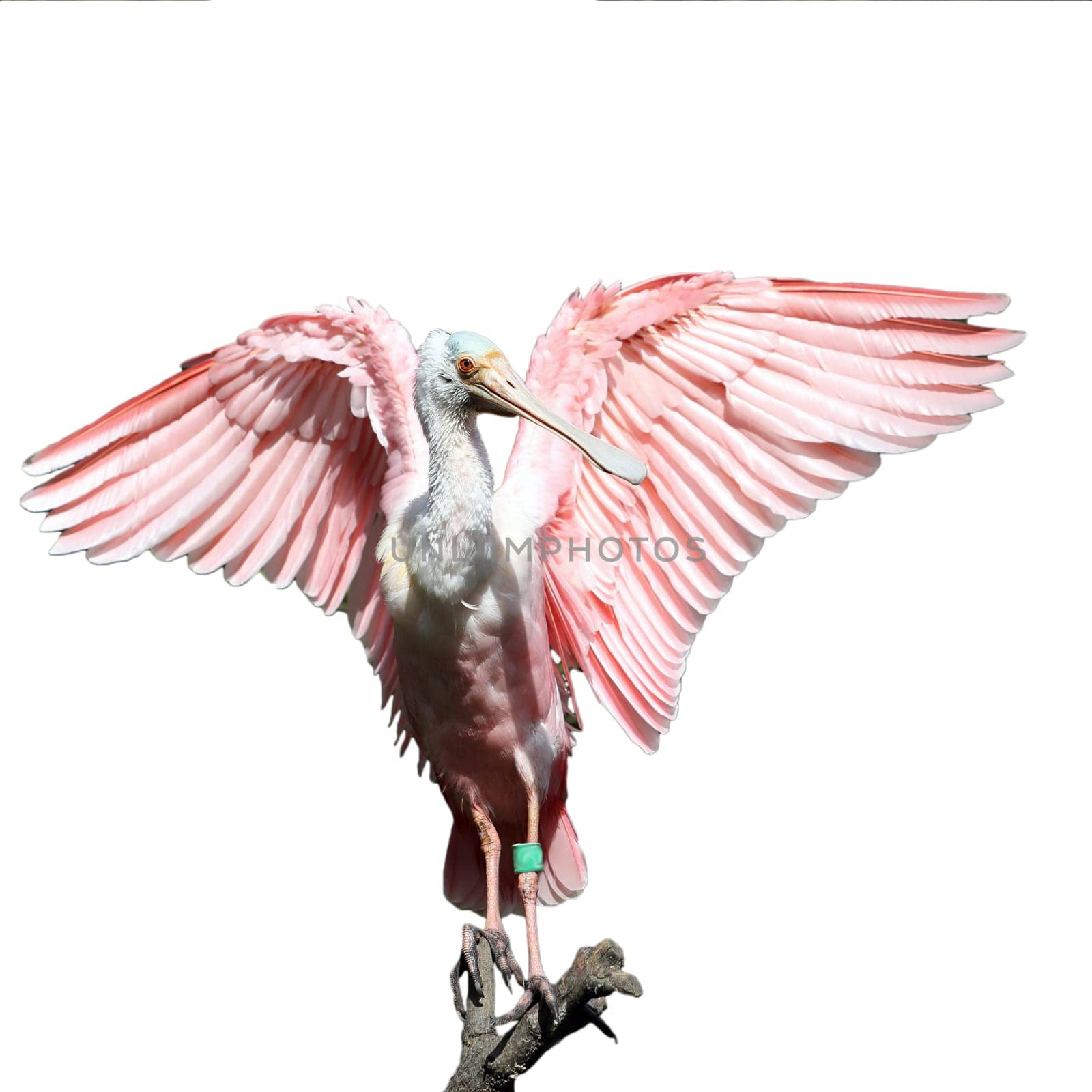 Details of a roseate spoonbill perching in captivity, isolated on white.
