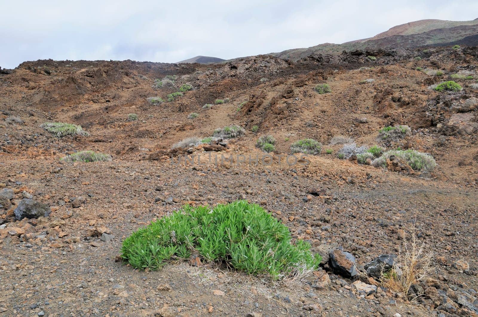 Tenerife