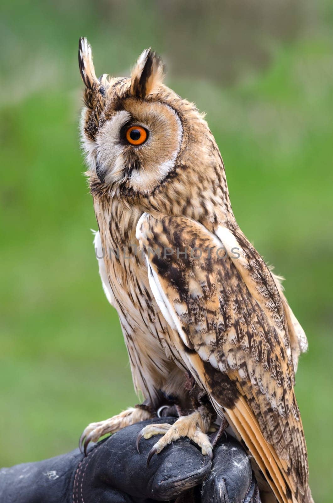 owl with eyebrows raised on a trunk