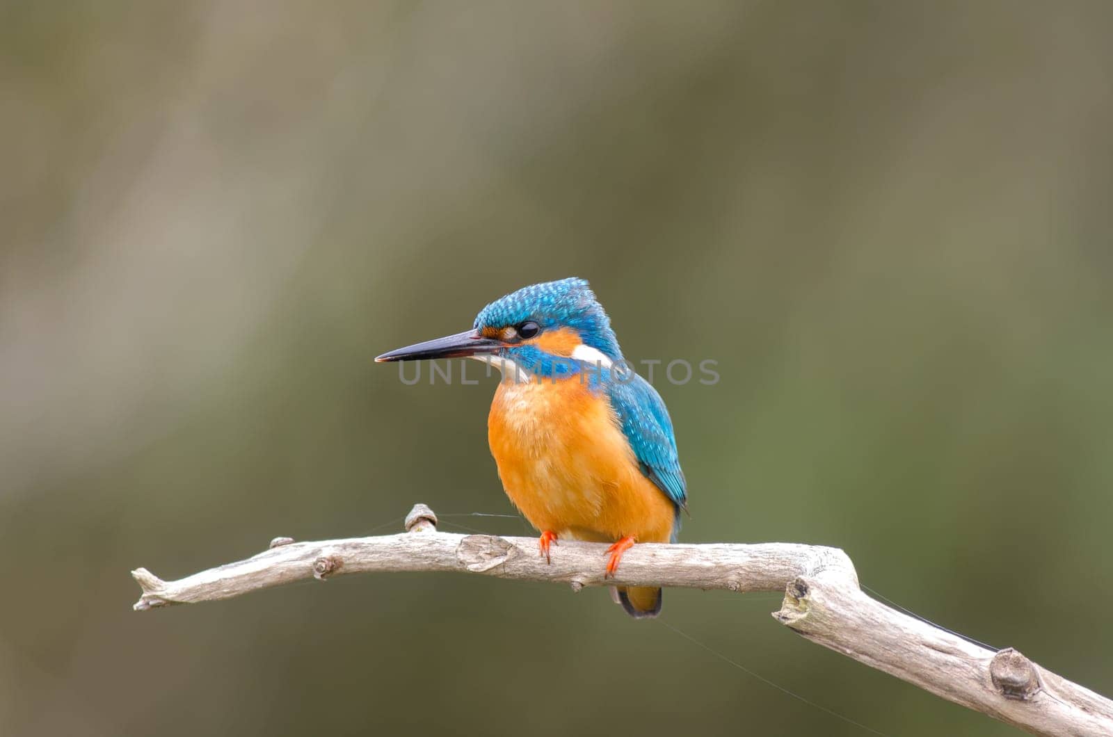 Kingfisher on a tree branch