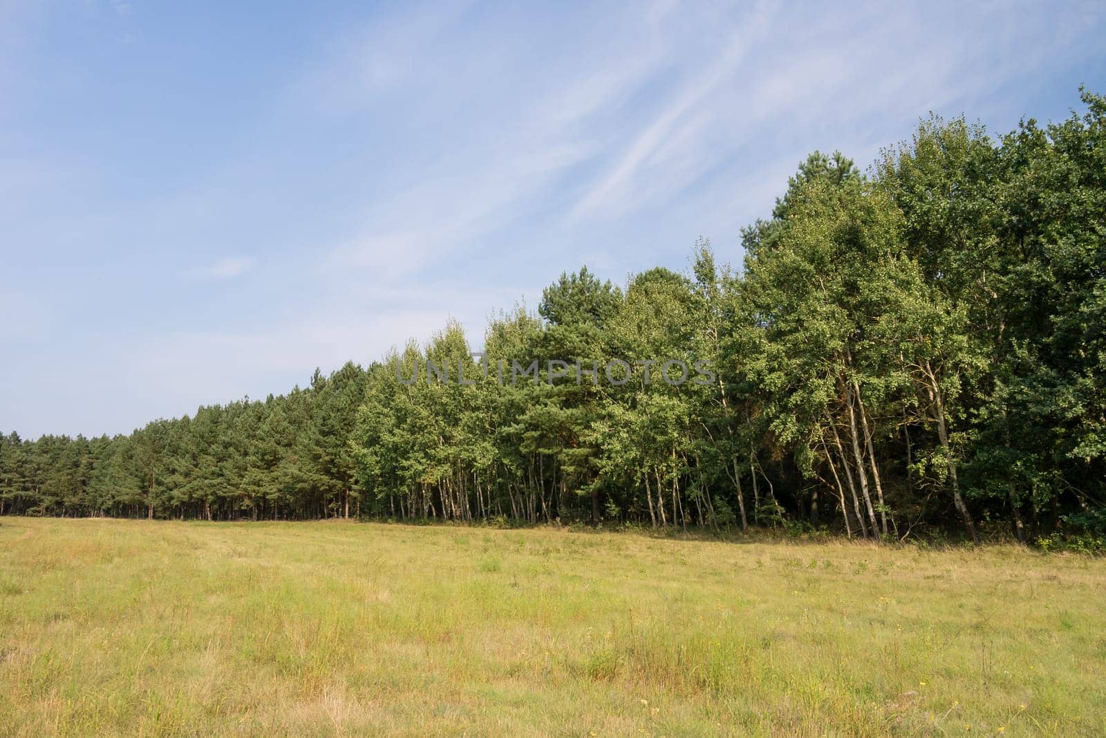 tree line in landscape in summer