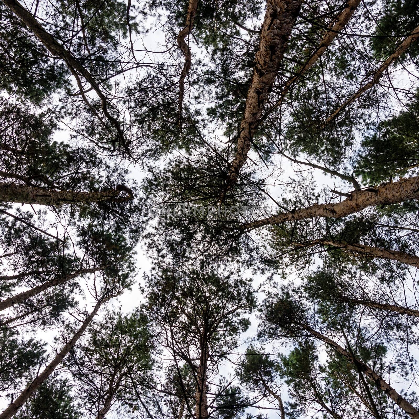 Look up to the treetops