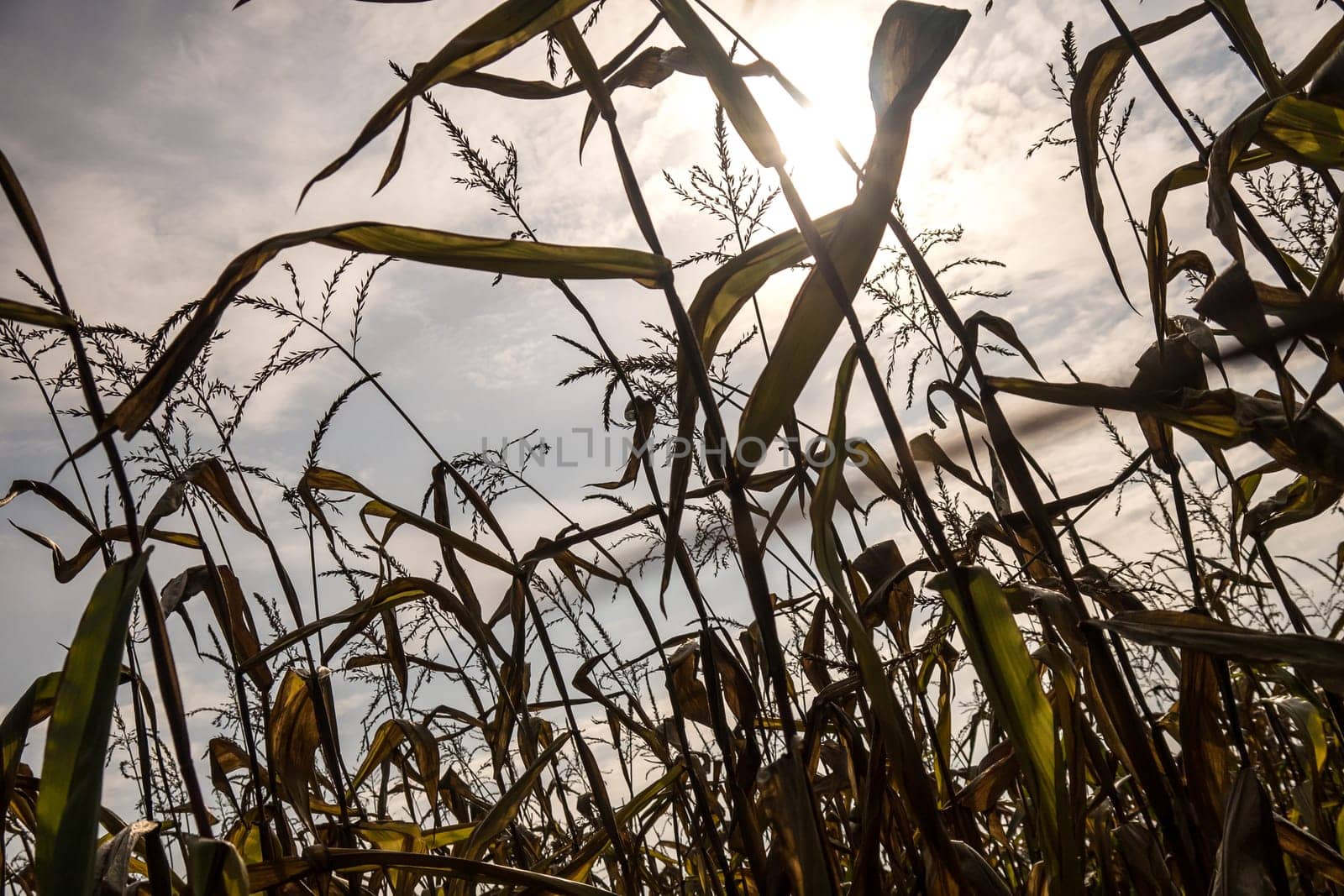 cornfield drought, view to the sky