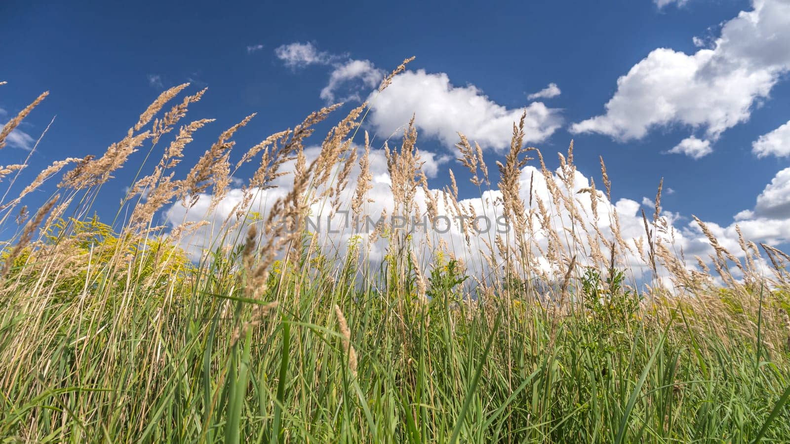 summer atmosphere, grass an a blue sky with clouds