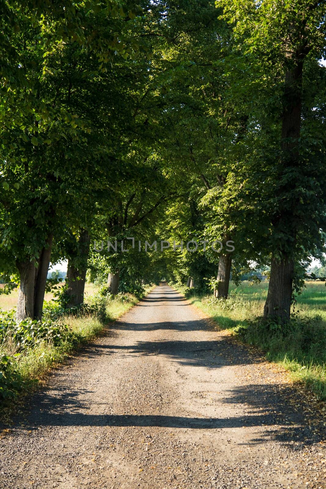 alley on a summer day