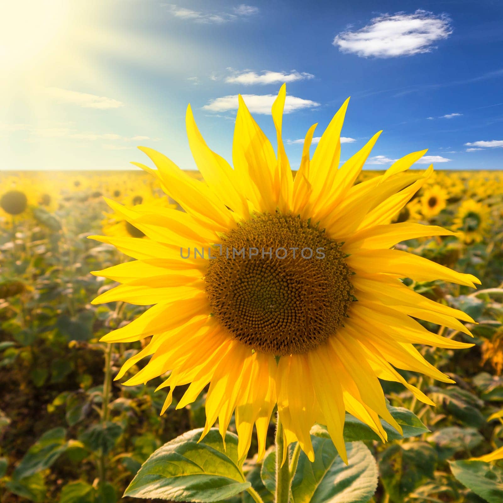 sunflower on a field with blue cloudy sky and sunlight