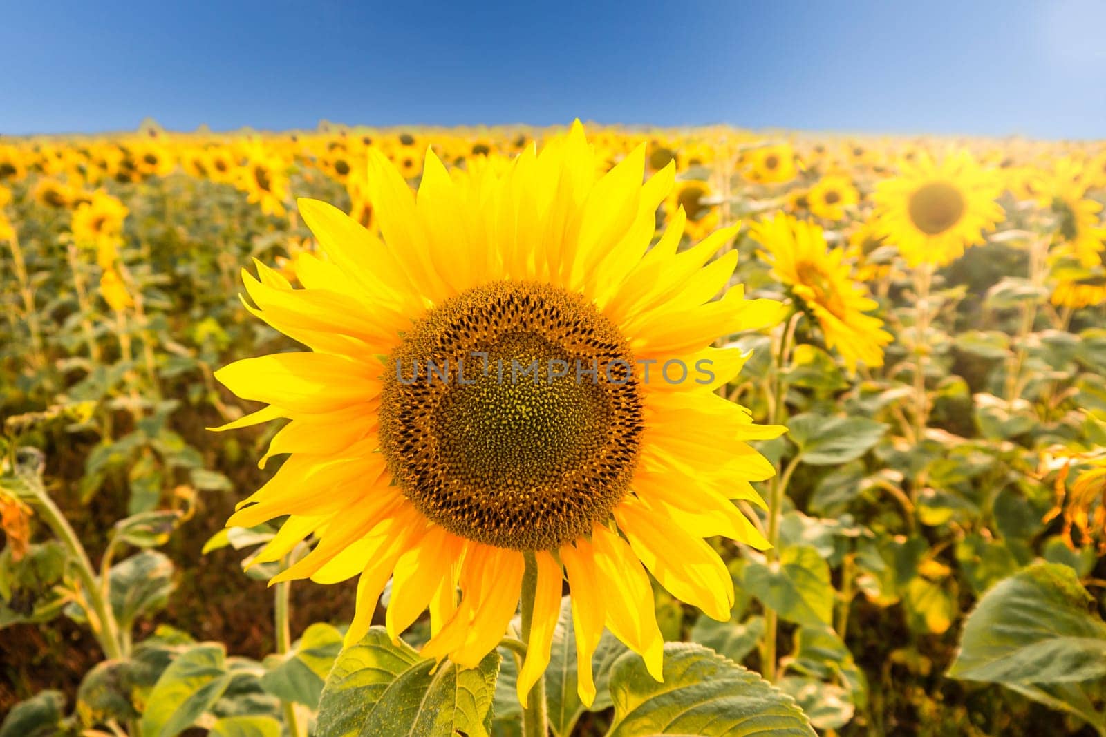 sunflower on a field with sunlight