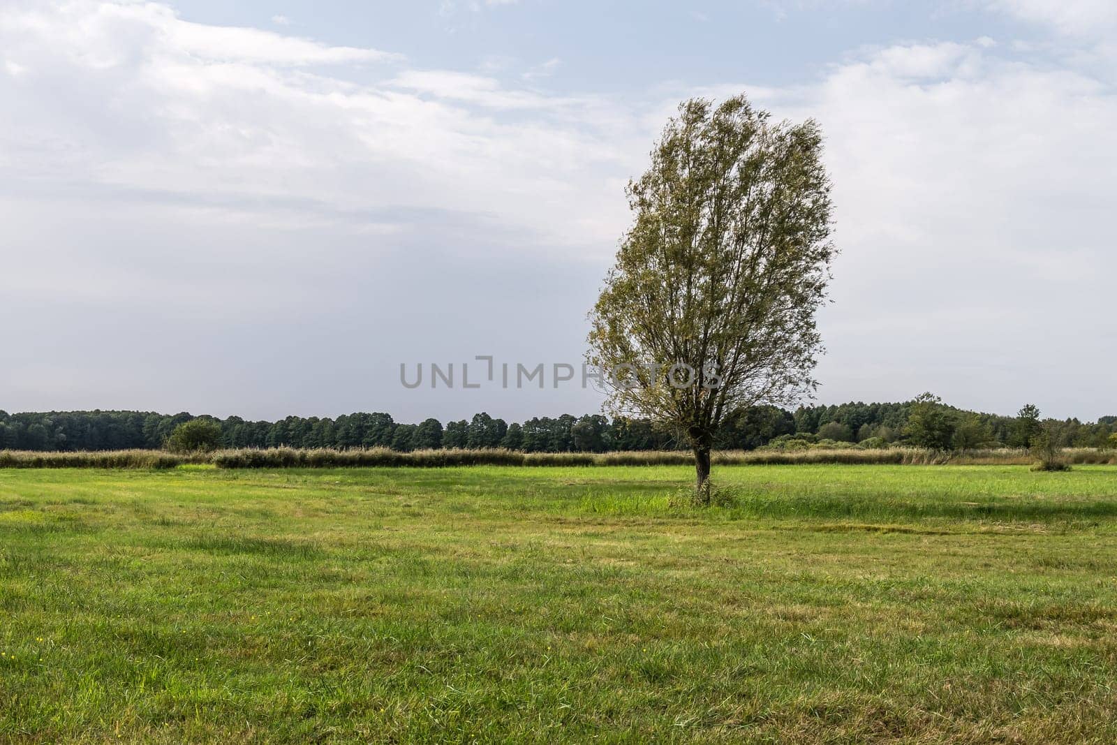 tree in landscape with cloudy sky