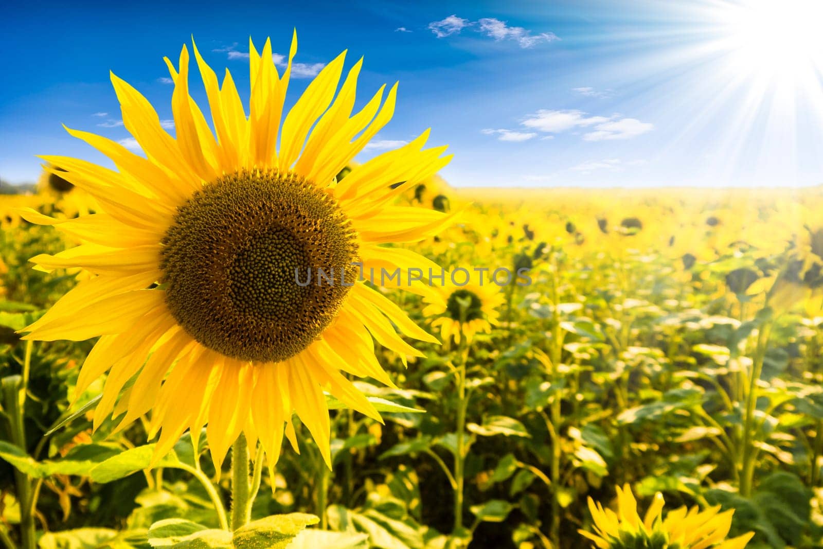 sunflower on a field with blue sky und sunbeams