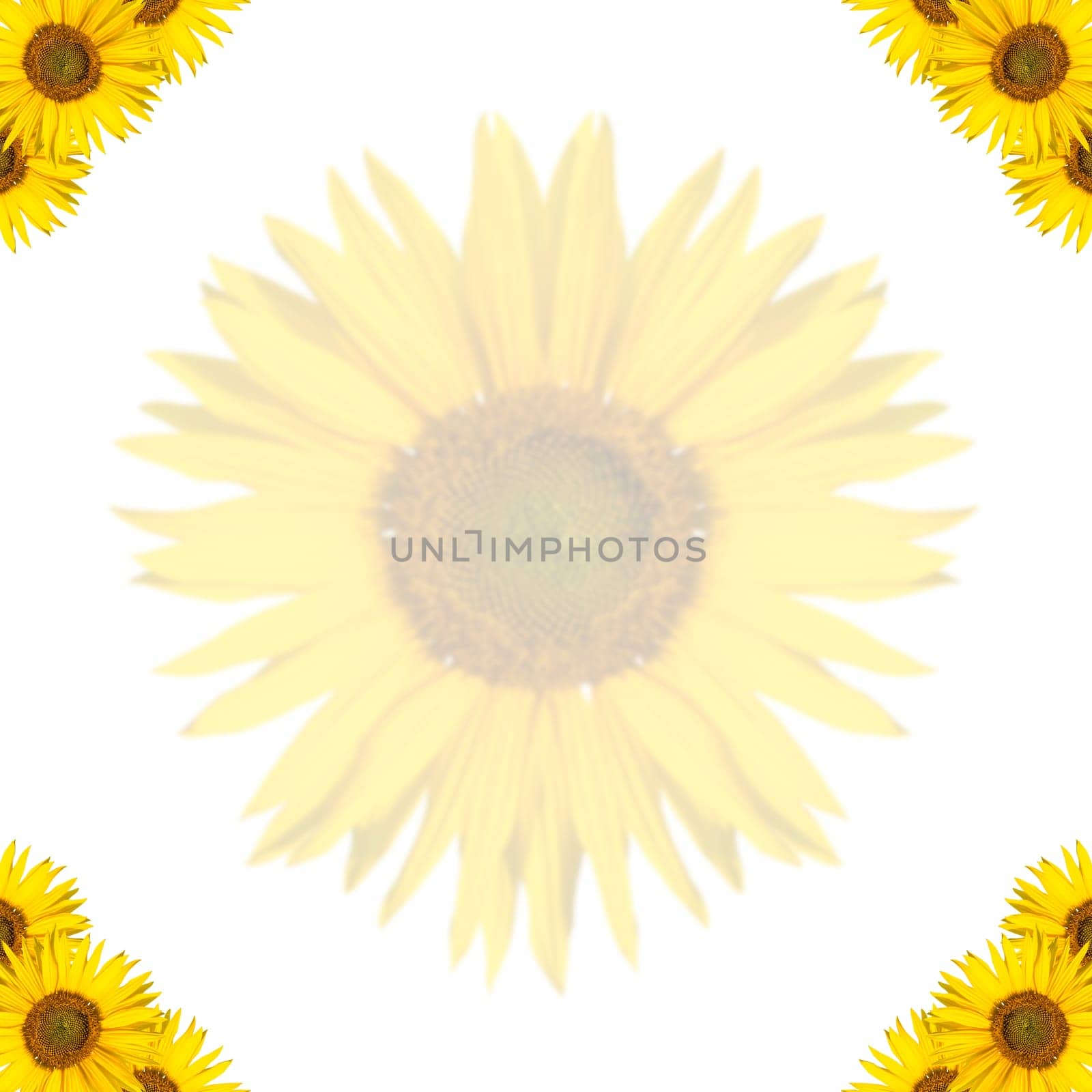 sunflower background with border design