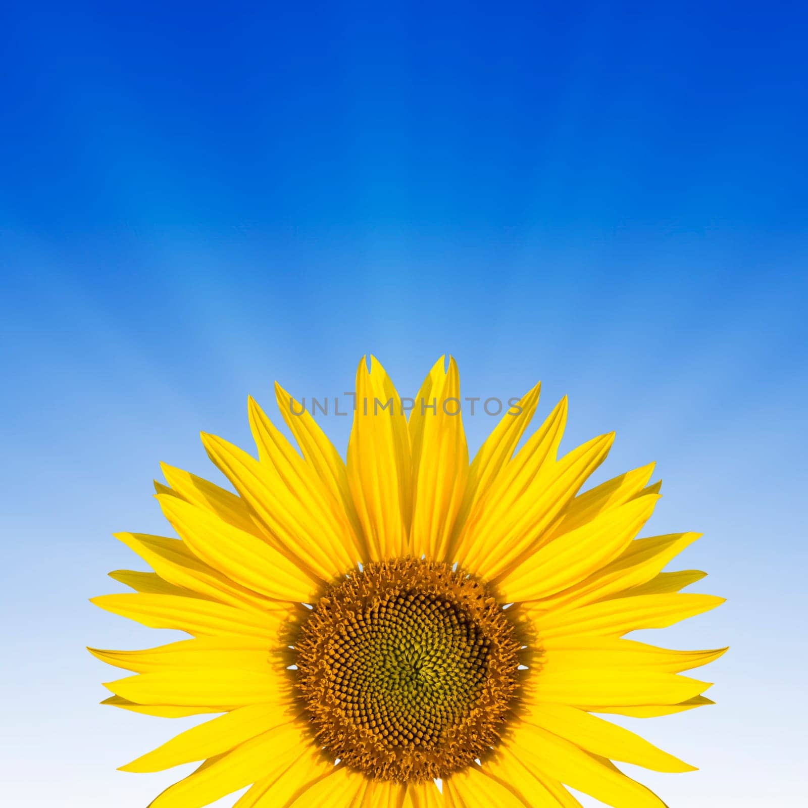 sunflower ona blue background (copyspace)