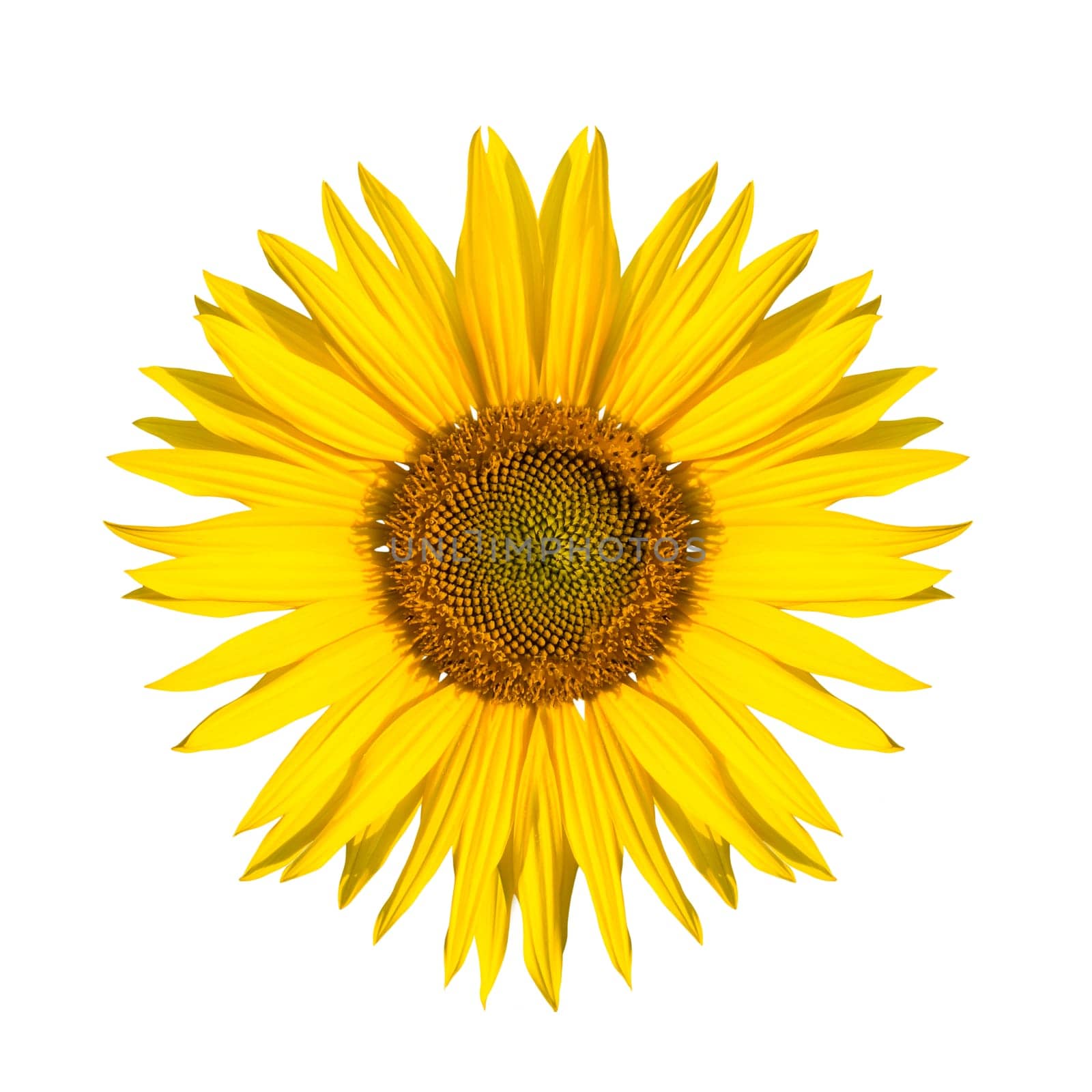 beautiful isolated sunflower on white background