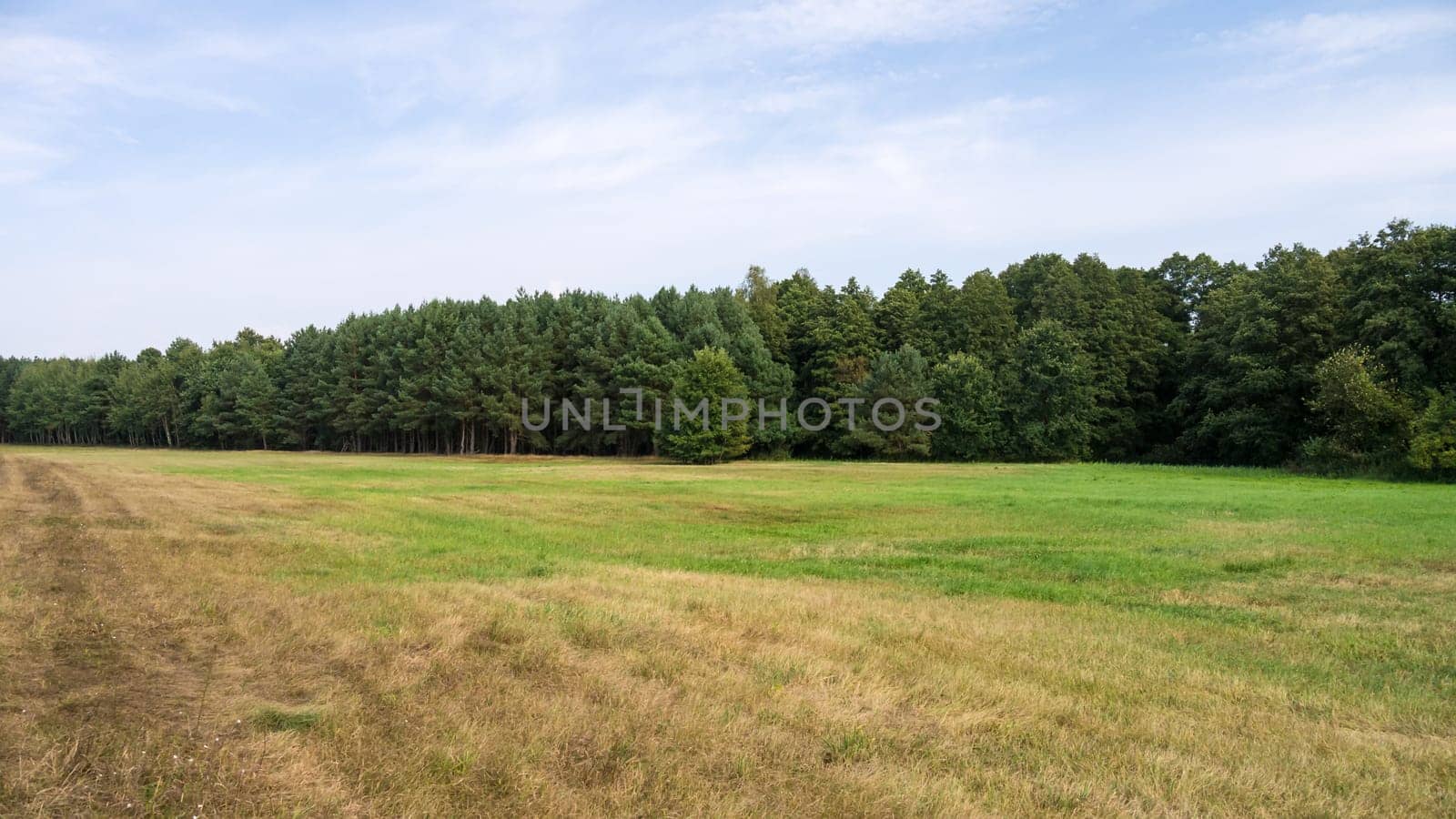landscape with trees and sky in summer
