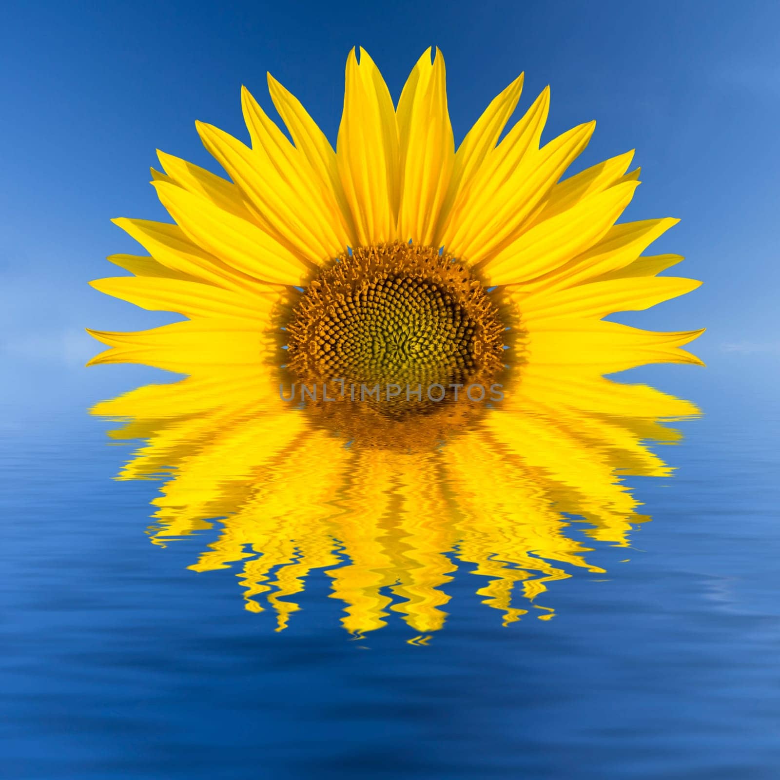 a rising sunflower on horizon