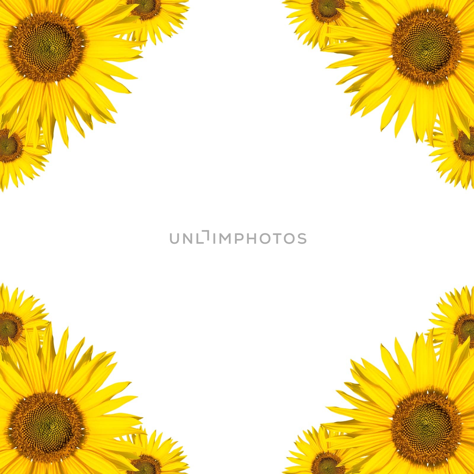 sunflower background border design (copyspace)