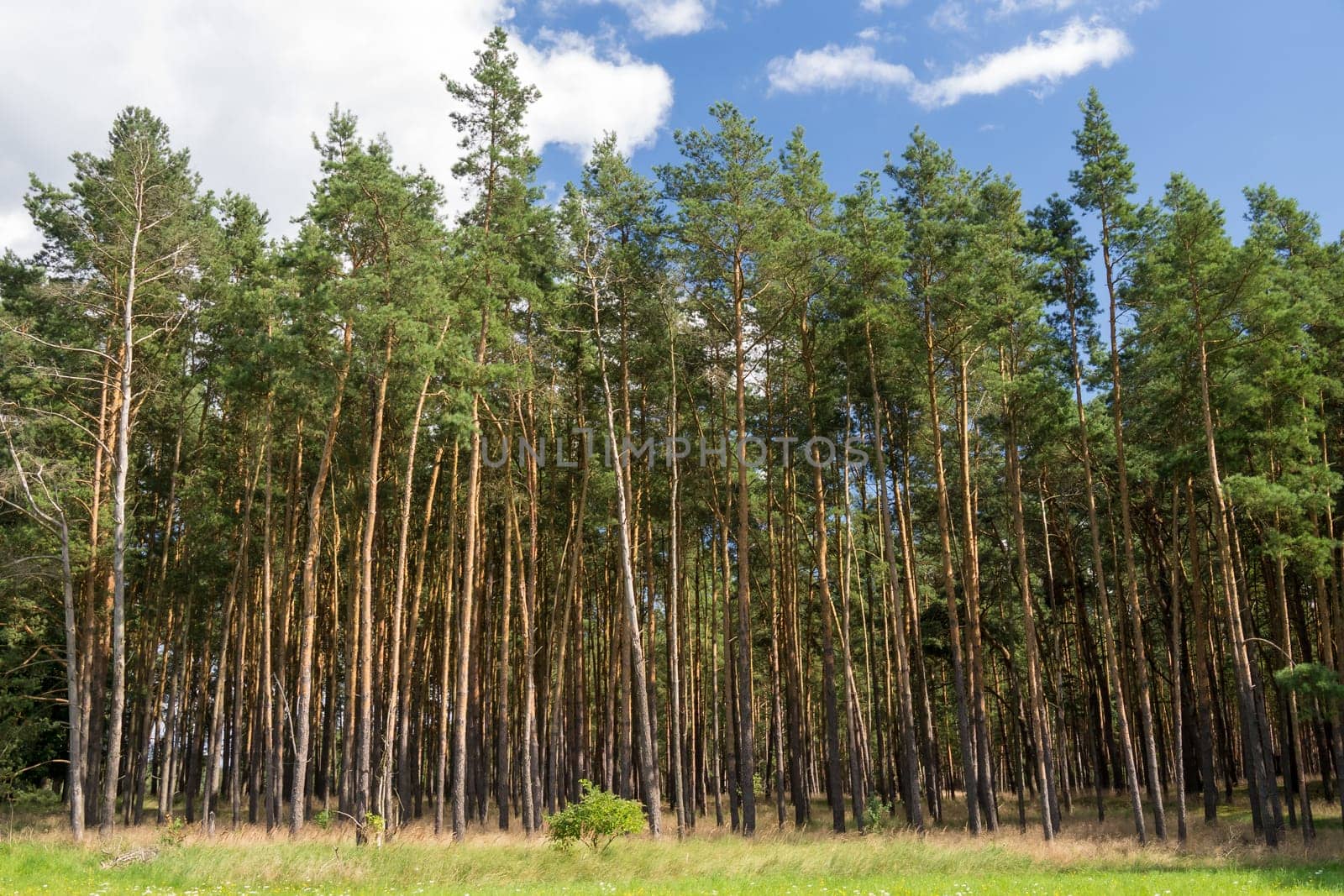 a forest with a blue sky with clouds